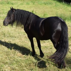 FairyForest_Fellpony